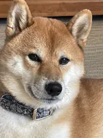 shibanihiki2のアイコン