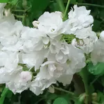 johnny-tadaのアイコン