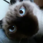 keeeichaのアイコン