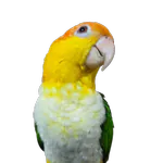 kupochaのアイコン