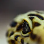 ulu-uluのアイコン