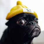 yochan-1027のアイコン
