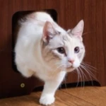 polinkyのアイコン