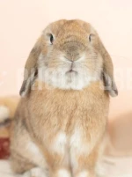 masanosukeのアイコン