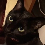 ooshironeko25のアイコン