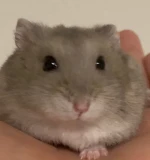 chibitomameのアイコン